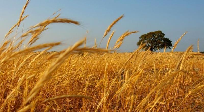 Herdade Do Gizo クーバ エクステリア 写真